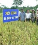 Kỹ thuật thâm canh cây lúa (Phần 1)