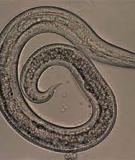 Bệnh Giun tròn trên gia cầm (Roundworms)