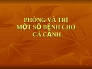 Phòng và trị một số bệnh cho cá cảnh