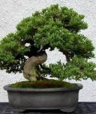 Những quy tắc trong nghệ thuật Bonsai