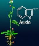 Auxin