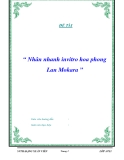 Đề tài " “ Nhân nhanh invitro hoa phong Lan Mokara ”