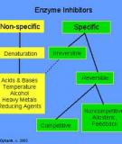 Enzyme Inhibitors