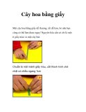 Cây hoa bằng giấy  