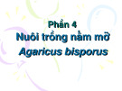 Phần 4: Nuôi trồng nấm mỡ Agaricus bisporus