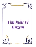 Tìm hiểu về Enzym