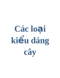 Các loại kiểu dáng cây