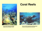 Coral Reefs