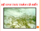 Hệ sinh thái thảm cỏ biển