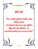 Đề tài ” so sánh phát triển của nấm men saccharomyces.sp phân lập từ tự nhiên và saccharomyces.cerevisia “