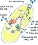 CƠ CHẾ TÁC DỤNG CỦA KHÁNG SINH