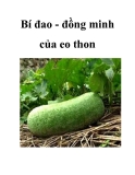 Bí đao - đồng minh của eo thon