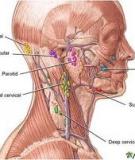 Bệnh Ung Thư Hạch Bạch Huyết (Lymphoma)