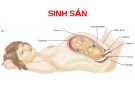 Sinh sản -  Biệt hóa cơ quan sinh sản