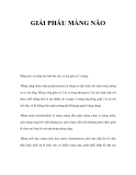 GIẢI PHẪU MÀNG NÃO 