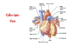 BÀI GIẢNG SINH HỌC - CẤU TẠO TIM