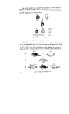 Advanced Biology - Lý Thuyết Di Truyền, Di Truyền Phân Tử Phần 2