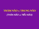 Báo cáo: TRÁM NÃO & TRUNG NÃO