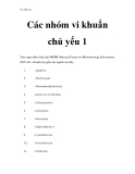 Vi sinh vật - Các nhóm vi khuẩn chủ yếu 1