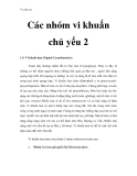 Vi sinh vật - Các nhóm vi khuẩn chủ yếu 2  