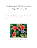 Tăng tiểu cầu nguyên phát (Thrombocythemia) và thứ phát (Thrombocytosis) 