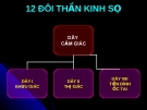 12 ĐÔI THẦN KINH SỌ (Giải phẫu học)