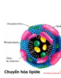Chuyển hóa lipide