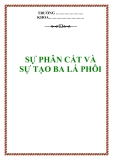 SỰ PHÂN CẮT và SỰ TẠO BA LÁ PHÔI