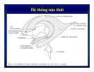 Giải phẫu thần kinh đối chiếu chẩn đoán Hình ảnh part 2