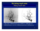 Giải phẫu thần kinh đối chiếu chẩn đoán Hình ảnh part 5