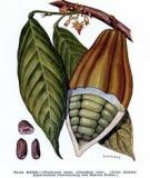 Cacao Theobroma