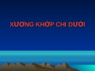 XƯƠNG KHỚP CHI DƯỚI