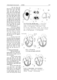 Phôi thai học part 7