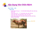 Bài giảng châm cứu thú y part 4