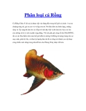 Phân loại cá Rồng 