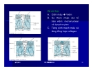 CÁC ĐƯỜNG RẠCH DA THẨM MỸ part 3