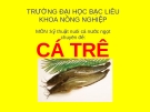 Chuyên đề: Kỹ thuật nuôi cá trê - ĐH Bạc Liêu