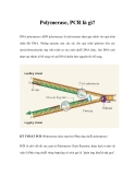 Polymerase, PCR là gì? 