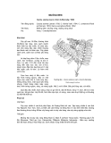 Tài liệu về kỹ thuật trồng, đặc điểm sinh lý và phân bố của cây Muồng Đưn