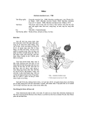 Tài liệu về kỹ thuật trồng, đặc điểm sinh lý và phân bố của cây Trẩu