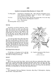 Tài liệu về kỹ thuật trồng, đặc điểm sinh lý và phân bố của cây Ươi