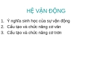 BÀI GIẢNG: HỆ VẬN ĐỘNG