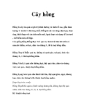 Cây hồng 