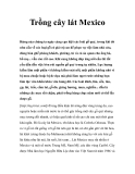 Trồng cây lát Mexico 