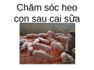 Chăm sóc heo con sau cai sữa