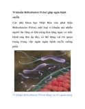 Vi khuẩn Helicobacter Pylori giúp ngăn bệnh suyễn 