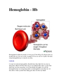 Hemoglobin - Hb 