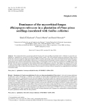 Báo cáo khao học: "Dominance of the mycorrhizal fungus Rhizopogon rubescens in a plantation of Pinus pinea seedlings inoculated with Suillus collinitus"