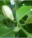 PHÂN LỚP NGỌC LAN - MAGNOLIIDAE