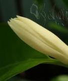 Lớp Ngọc lan - Magnoliopsida (Lớp Hai lá mầm Dicotyledoneae)